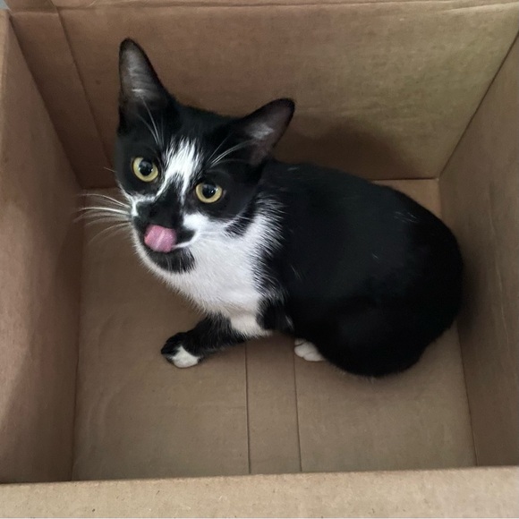 Meet your Posher, Inky - Picture 1 of 2